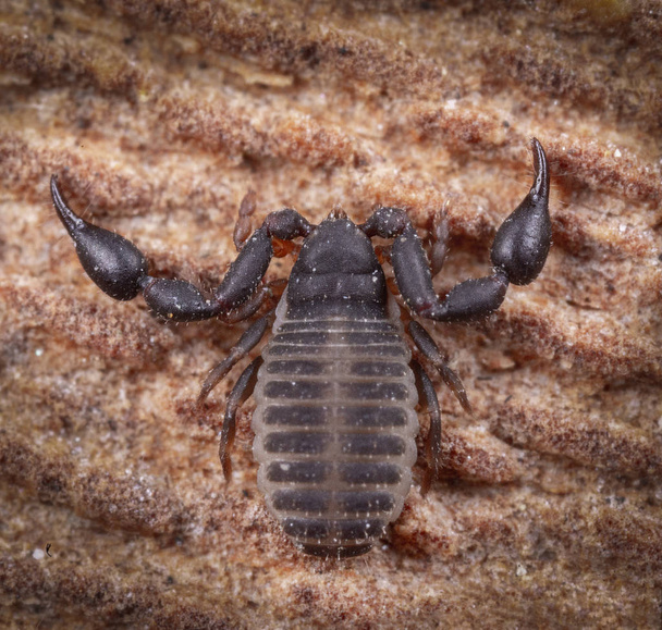 Ekstremalne makrofotografii z pseudo Skorpiona w drewnie - Zdjęcie, obraz