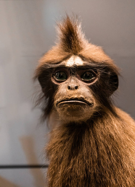 primer plano vista de la taxidermia simio detallada peluche
 - Foto, Imagen