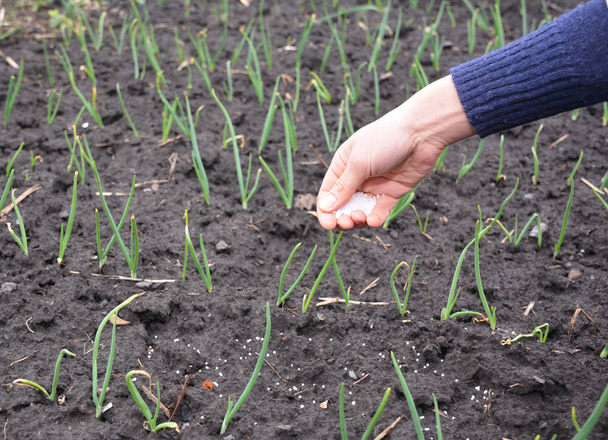 Farmer hand with fertilizer for growing onion plants in the garden . - Photo, Image