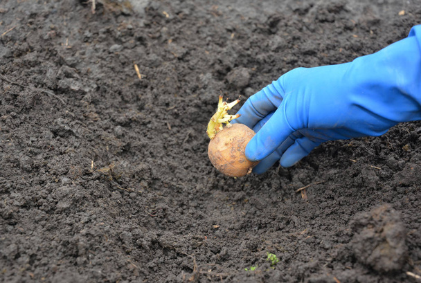 Farmer planting potato into the ground - Photo, Image