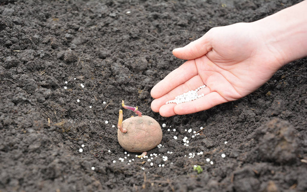 Coltivatore mano piantare patate nel terreno con fertilizzante
  - Foto, immagini