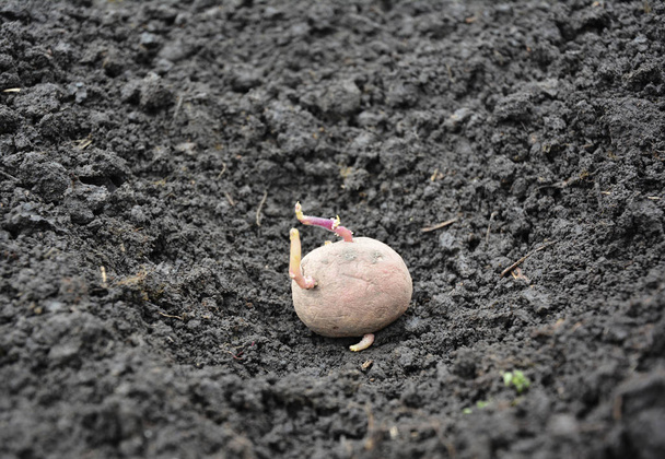Planting potato into the ground. Potatoes farming - Photo, Image