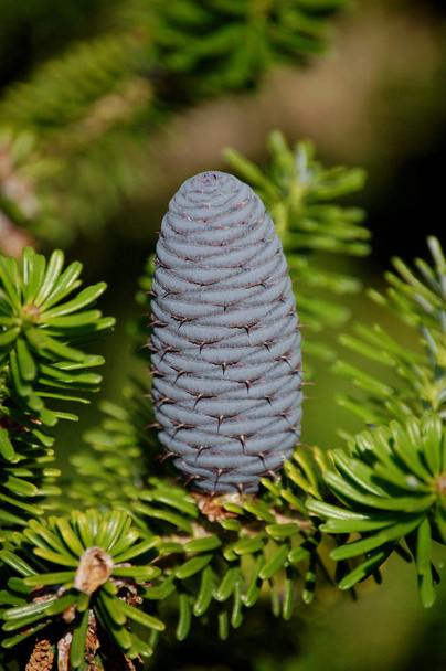 Korean fir tree in summer, focus on blue cones - Photo, Image