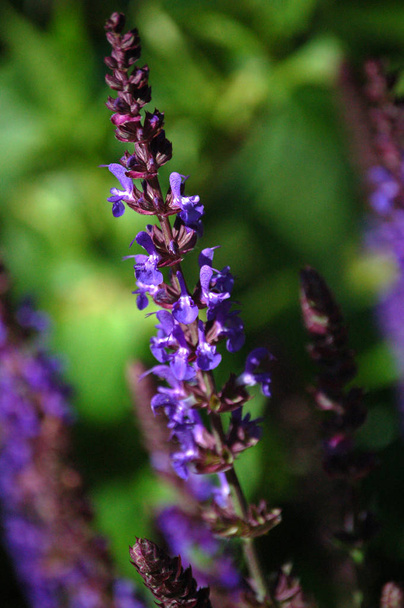 セージやサルビア紫色の開花植物のクローズアップ. - 写真・画像