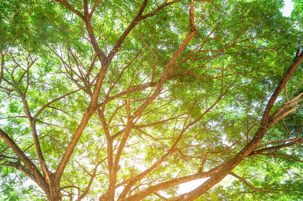  Summer green leaves ,forest trees. nature green leaf and  tree branch sunlight background. - Foto, Imagem