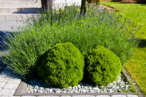 Πληροφορίες για τον κήπο του σπιτιού, φυτά λεβάντας με στρογγυλά πράσινα θάμνοι. - Φωτογραφία, εικόνα