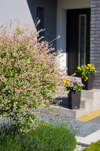 Verão árvore florescente decorativa na entrada, arco moderno casa
 - Foto, Imagem