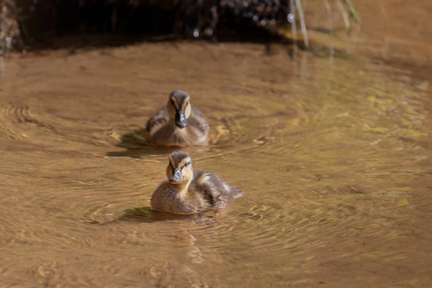 Ducks swimming in the river, two small ducklings in transparent water, yellow cute duckling - Zdjęcie, obraz