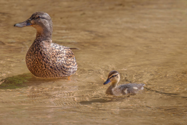 cute ducklings following mother,duck babies,symbolic figurative harmonic peaceful animal family, close-up portrait, following team, grouping together, trust safety and harmony  - Fotografie, Obrázek