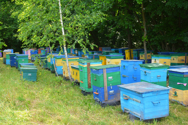 Bienenstöcke in einem Bienenhaus mit Bienen. Honigbienenvolk - Imkerei Foto. Rettung der Bienen vor dem Aussterben der Honigbienen. - Foto, Bild