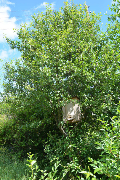 Catching a honey bees swarm. Wooden trap for wild bees or for swarming bees hide in tree. - Photo, Image