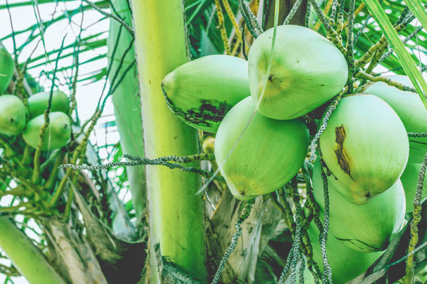 Coconut fruits on a palm branch - Foto, Imagem