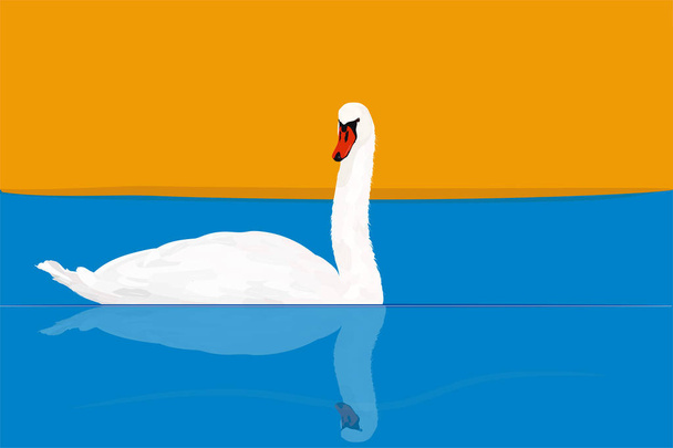 Swimming swan. Realistic image. Vector. Blue yellow background.  - Vector, Image