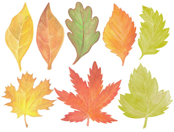 Akvarell őszi kézzel festett levelek - Fotó, kép