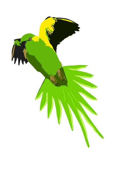 Lindo pájaro loro volando. Imagen vectorial realista. Bird: Alexandrine Parakeet (en inglés). Psittacula eupatria
. - Vector, Imagen
