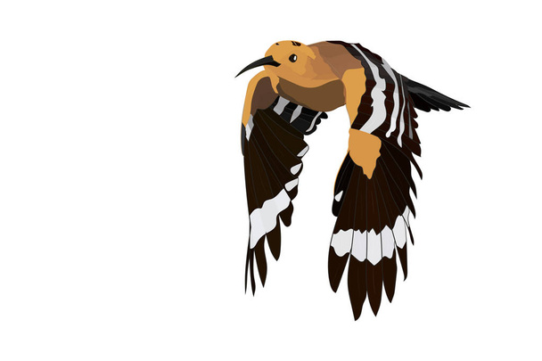 Flying cute birds. Vector image. Bird: Eurasian Hoopoe. Upupa epops.White background. - Vector, Image