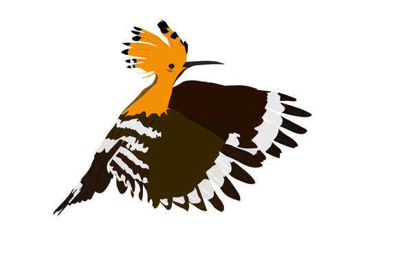 Des oiseaux mignons volants. Image vectorielle. Oiseau : Hoopoé eurasien. Upupa epops.White fond
. - Vecteur, image