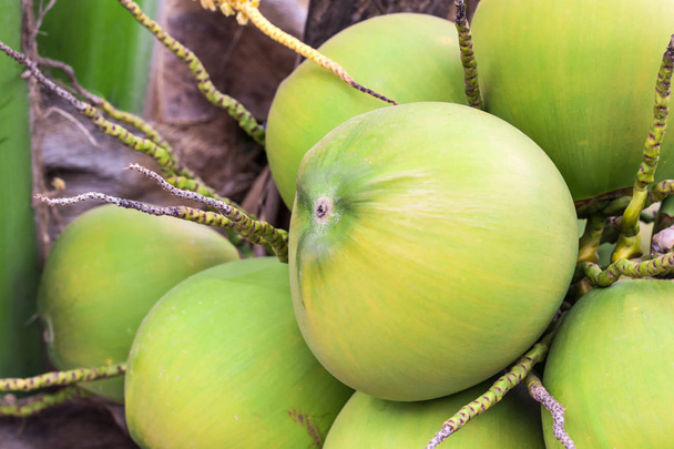 Frutos de coco maduros
 - Foto, Imagen