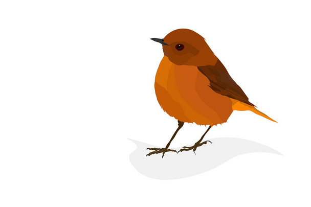 Cute colorful bird. Orange feathers. Vector image. White background. - Vector, Image