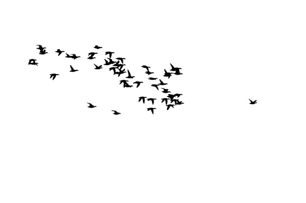 Ιπτάμενα πουλιά. Αφηρημένα πουλιά. Λευκό φόντο. Ελευθερία του φυσικού υποβάθρου. - Διάνυσμα, εικόνα