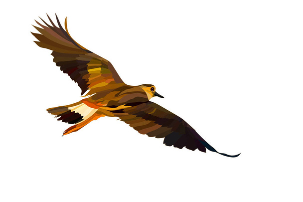 Repülő színes madár. Reális vektor madárkép. Madár: Észak-bíbic. Vanellus Vanellus.  - Vektor, kép