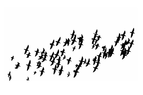 Pájaros voladores. Pájaros abstractos. Fondo blanco. Naturaleza de la libertad
. - Vector, imagen