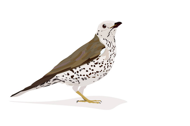 Bird. Mistle Thrush. Turdus viscivorus. Vector image. White background. - Vektör, Görsel