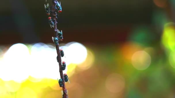 Veel vliegen steken op droge takken boom en vervagen kleur achtergrond - Video