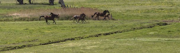 lovak a legelőn - Fotó, kép