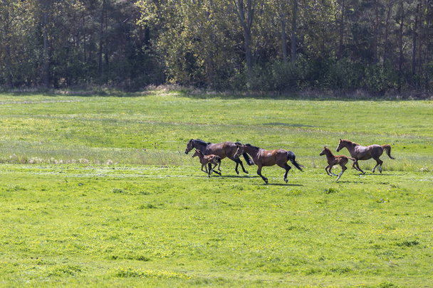 lovak a legelőn - Fotó, kép