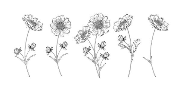 graphic floral arrangements with with chamomile flowers - Vector, Image