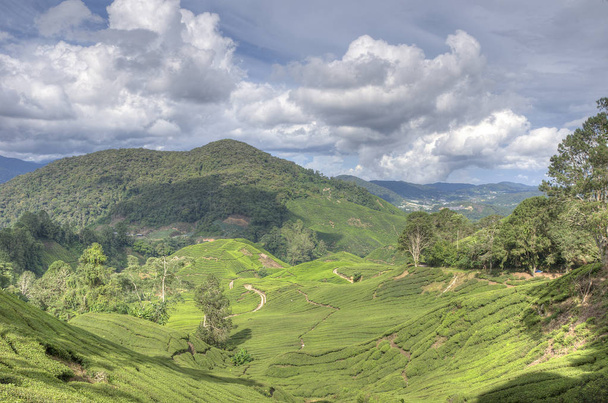 majestic view of the tea farm highland - Photo, image