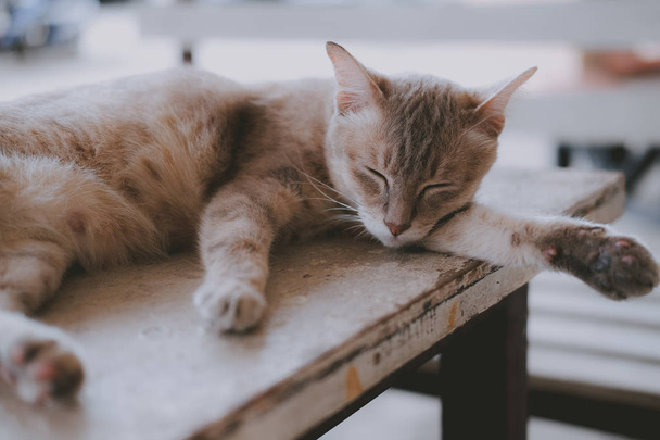 gato marrón durmiendo descansando sobre mesa
 - Foto, Imagen