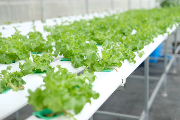 выращивание салата на гидропонной ферме
 - Фото, изображение