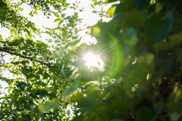 the sun's rays make their way through the branches and foliage of the trees in summer in the forest - Photo, Image