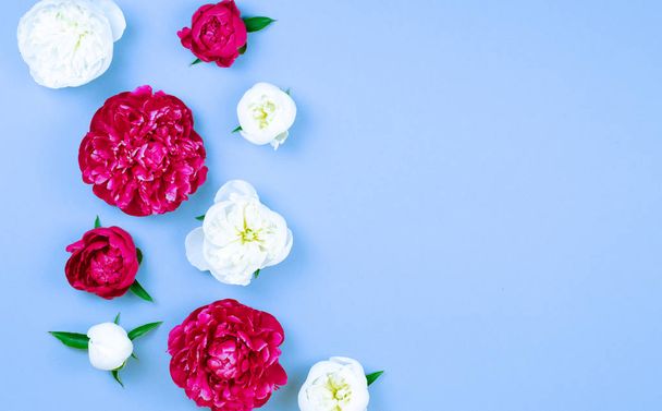 Layout with peonies. Beautiful bright flowers on blue background. - Fotografie, Obrázek