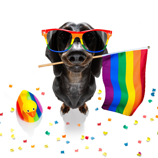 gay pride chien
 - Photo, image