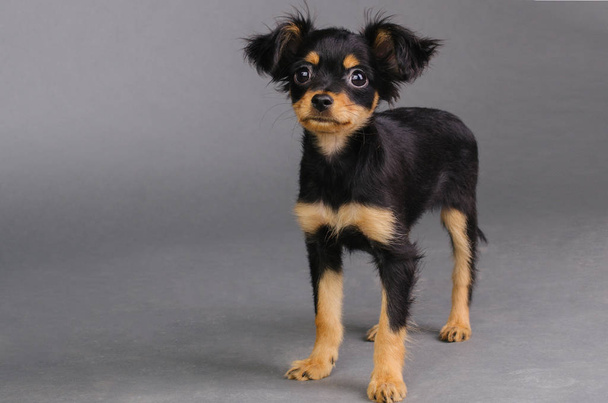 Carino cucciolo di terrier giocattolo russo su uno sfondo grigio
. - Foto, immagini