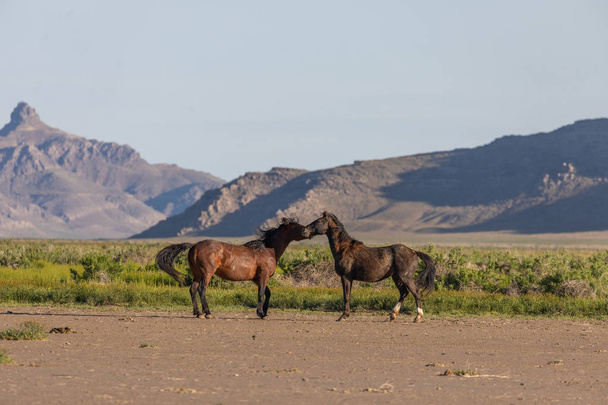 une paire d'étalons de chevaux sauvages combattant dans le désert de l'utah - Photo, image