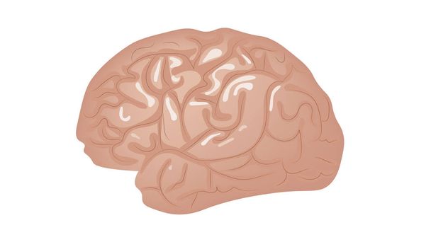 Az emberi agy izolált fehér háttér vektoros illusztráció - Vektor, kép