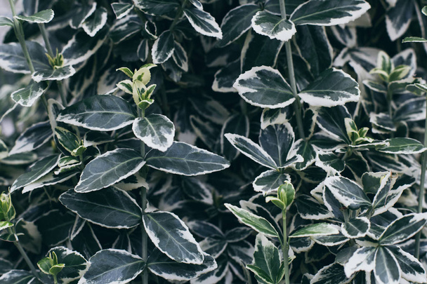 Зелене листя з білим краєм
 - Фото, зображення