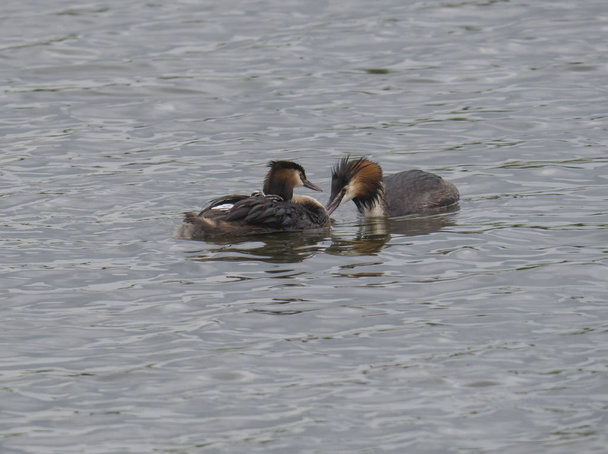 close up couple of great crested grebe feeding their young with fish Podiceps cristatus family on clear blue lake - Photo, Image