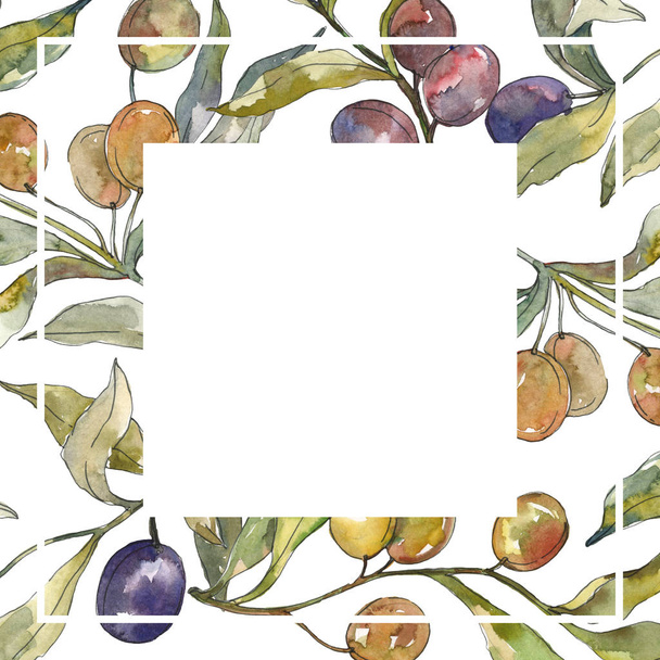Olive branch with black and green fruit. Watercolor background illustration set. Frame border ornament square. - Foto, Imagen