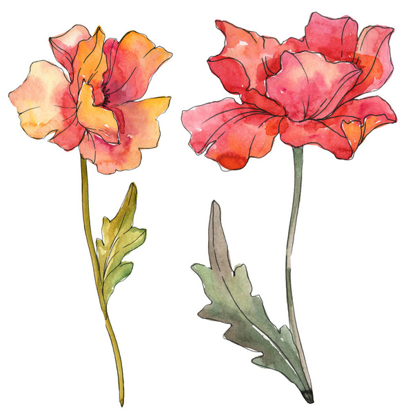 赤いケシの花の植物の花。●水彩背景イラストセット。分離ポピーイラスト要素. - 写真・画像