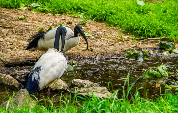 два африканські священні ібів разом на водяній стороні, тропічні птахи породи птахів з Африки - Фото, зображення