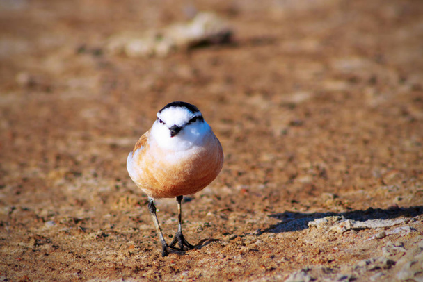  kleiner Vogel sitzt auf braunem Boden - Foto, Bild