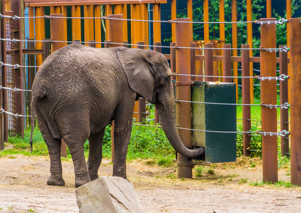Elefante africano poniendo su tronco dentro de una caja de alimentación, sistema de alimentación animal, especie animal vulnerable de África
 - Foto, Imagen