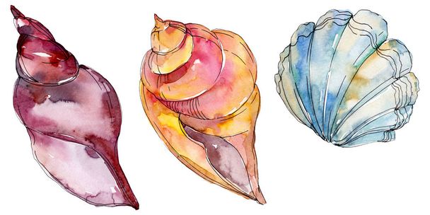 Summer beach seashell tropical underwater elements. Watercolor background illustration set. Watercolour drawing fashion aquarelle isolated. Isolated shell illustration element. - Foto, imagen