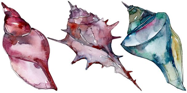 Summer beach seashell tropical underwater elements. Watercolor background illustration set. Watercolour drawing fashion aquarelle isolated. Isolated shell illustration element. - Valokuva, kuva