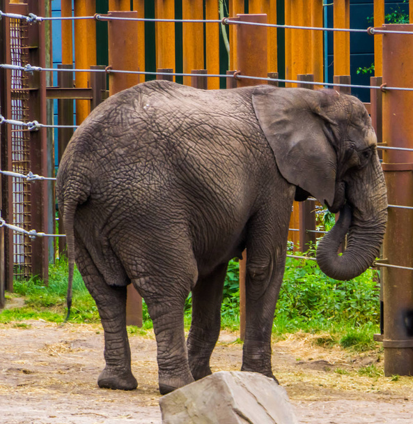 gros plan d'un éléphant d'Afrique mettant son tronc dans sa bouche, éléphant mangeant de la nourriture, espèce animale vulnérable d'Afrique
 - Photo, image